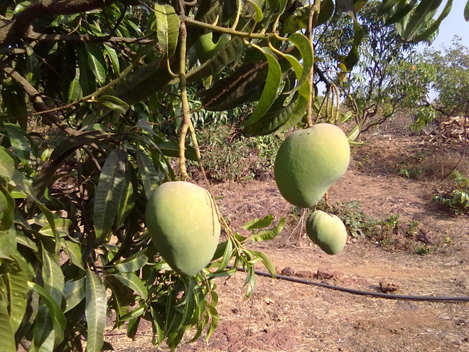Xoài Kesar được trồng trên diện tích khoảng 20.000 ha ở các huyện Junagadh và Amreli trong vùng Saurashtra của Gujarat, với sản lượng ước tính hàng năm là 200.000 tấn.