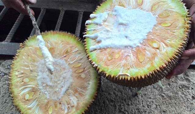 Để thúc mít chín, một số tiểu thương không ngần ngại ngâm cuống vào hoá chất hoặc phun lên vỏ. Mít chín cây thường có ít mủ, còn mít chín ép sẽ có mủ trắng chảy ra nhiều. Nguồn ảnh: Internet