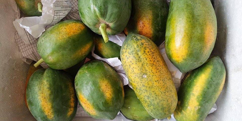 Đu đủ cũng là loại quả dễ bị phun thuốc kích thích cho chín vàng. Đu đủ chín cây thường chín từng mảng, từ dưới quả lên trên cuống.