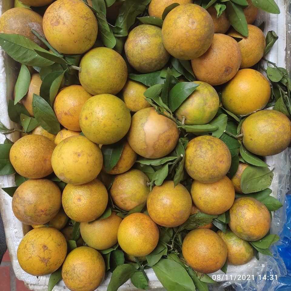 Hiện, đang vào mùa cam Vinh, cao Cao Phong ở Việt Nam. Chị em cần cân nhắc chọn cam chuẩn Việt Nam, cẩn thận chọn nhầm sang hoa quả Trung Quốc. Ảnh: Facebook