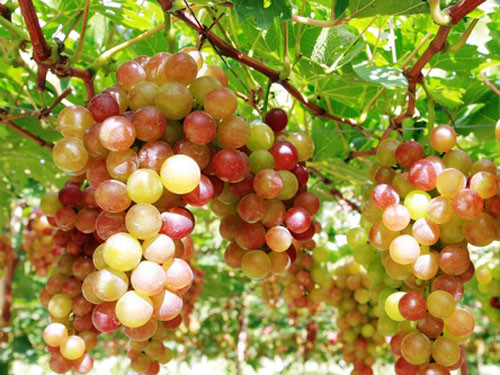 Một trong những điểm dễ phân biệt giữa nho Việt với nho Trung Quốc là kích thước và màu sắc. Nho Việt quả to bằng đầu ngón tay cái, lớp vỏ mỏng và có màu đỏ tươi cho đến màu đỏ đậm. Ảnh: Internet