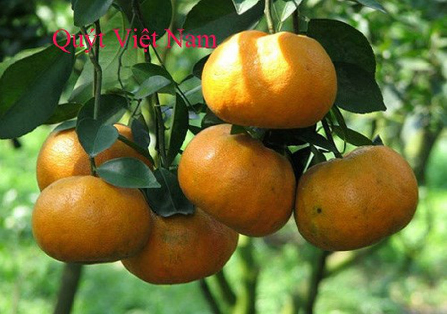 Hiện cũng đang vào mùa quýt ở Việt Nam. Quýt Việt có lớp vỏ màu vàng mỡ gà, thường hay bị nám (vì chịu nắng gắt) và nhìn không được bắt mắt. Kích thước quả quýt nhỏ và không đều giữa các trái. Ảnh: Internet