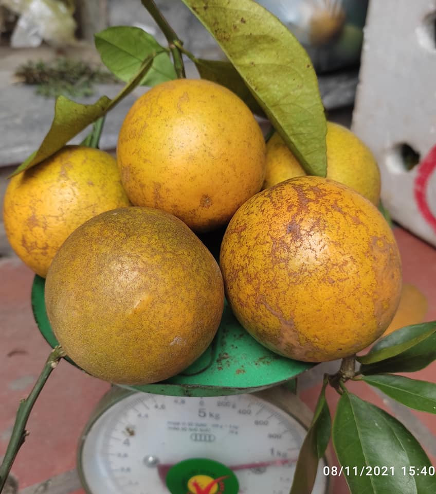 Nếu chỉ nhìn thoáng qua, vẻ bề ngoài của cam Cao Phong và cam Trung Quốc đều khá giống nhau. Tuy nhiên, cam Cam Phong có quả to, quả nhỏ, không đồng đều. Cam có vỏ màu vàng nhạt, mọng nước, không vàng óng như cam Trung Quốc. Ảnh: Facebook
