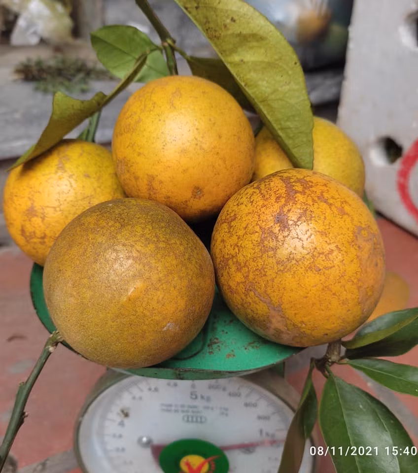 Nếu chỉ nhìn thoáng qua, vẻ bề ngoài của cam Cao Phong và cam Trung Quốc đều khá giống nhau. Tuy nhiên, cam Cam Phong có quả to, quả nhỏ, không đồng đều. Cam có vỏ màu vàng nhạt, mọng nước, không vàng óng như cam Trung Quốc. Ảnh: Facebook