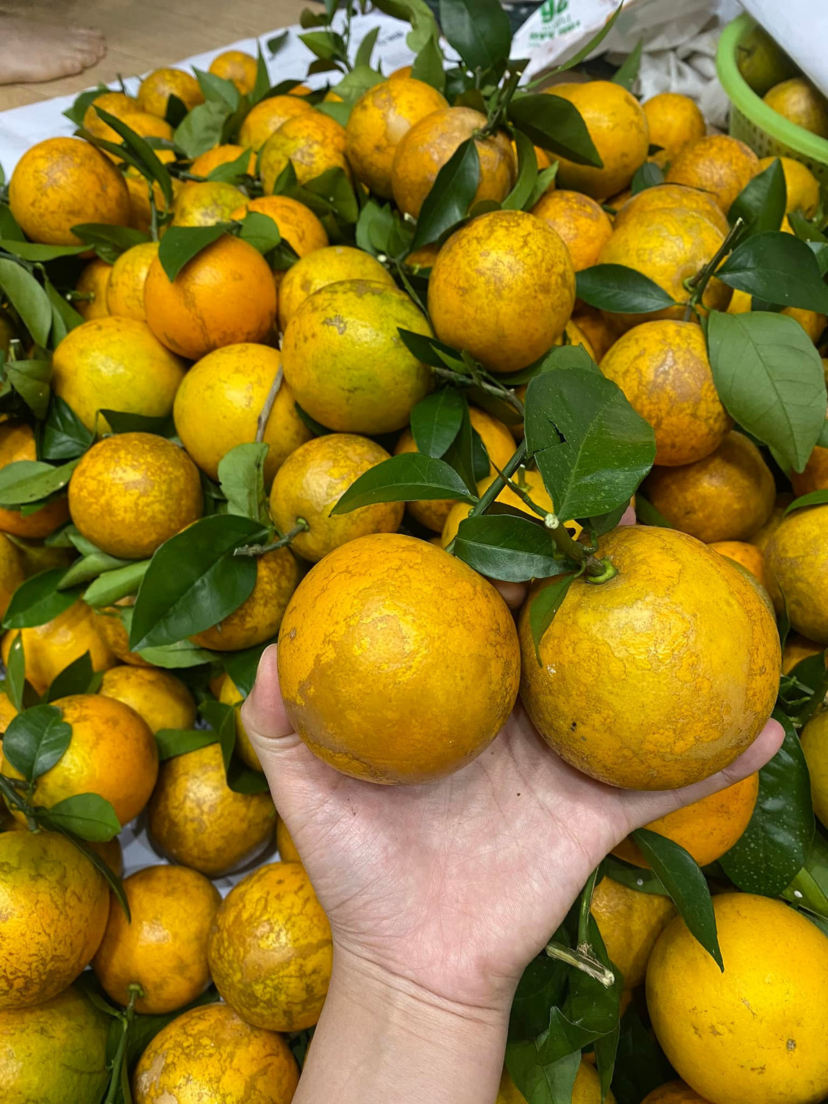 Còn cam Vinh quả tròn, kích thước nhỏ cùng với lớp vỏ trông giống bị nám, màu xanh vàng và nhìn không được đẹp mắt. Ảnh: Facebook