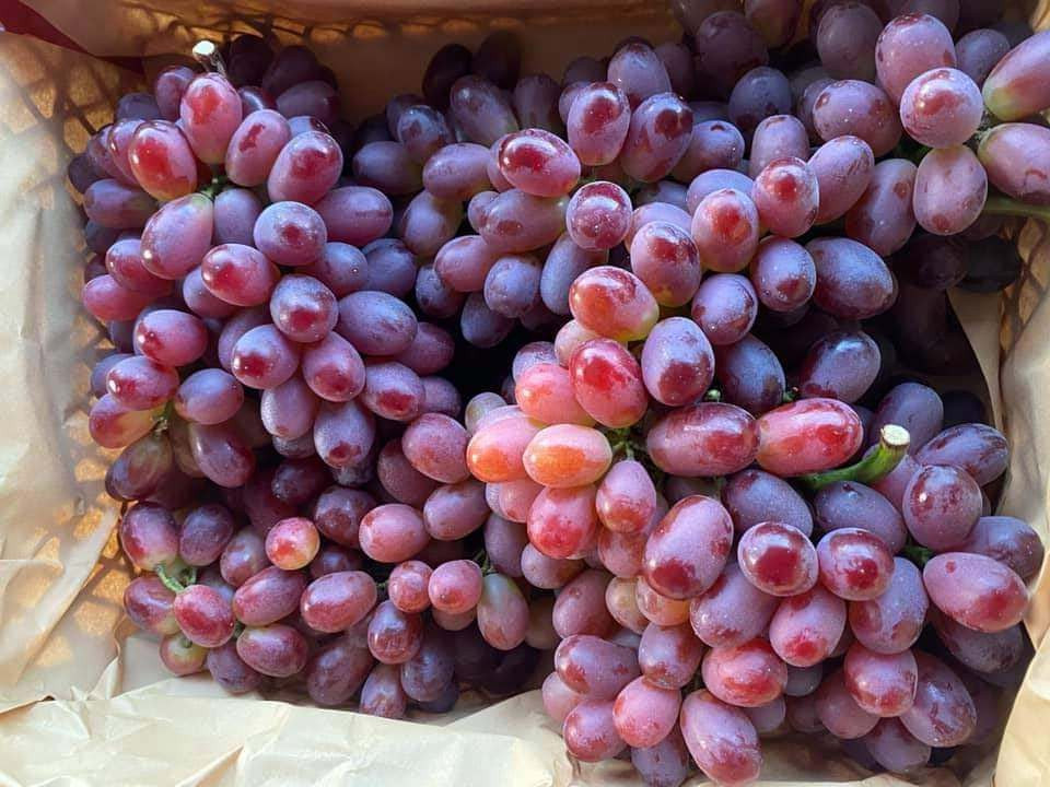 Trong khi đó, nho Trung Quốc quả gấp đôi so với nho đỏ Việt Nam, lớp vỏ thì dày và chỉ có màu đỏ nhạt khi chín cùng với những lốm đốm trắng trên vỏ quả. Ảnh: Internet