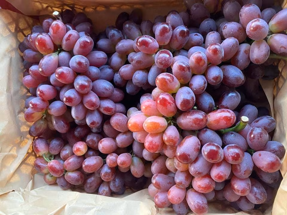 Trong khi đó, nho Trung Quốc quả gấp đôi so với nho đỏ Việt Nam, lớp vỏ thì dày và chỉ có màu đỏ nhạt khi chín cùng với những lốm đốm trắng trên vỏ quả. Ảnh: Internet