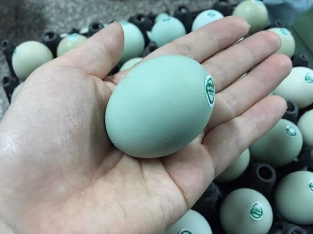 Dat hon loai thuong, trung ga vi nhu “nhan sam” co gi dac biet?