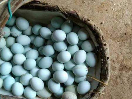 Trước đây, trứng gà vỏ xanh chỉ có số lượng ít nên không đủ cung cấp cho các siêu thị. Tuy nhiên, những năm gần đây, trứng gà xanh nhiều hơn. Ảnh: Dân Việt