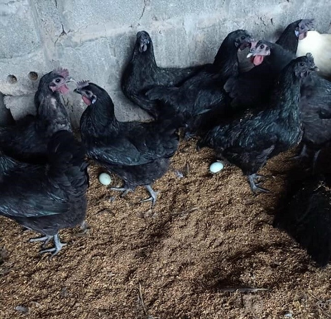 Loại trứng này vỏ khá dày, là trứng của loại gà đen H’Mông nhập khẩu từ nước ngoài về, sau đó được thuần hóa, nuôi tại Việt Nam. Ảnh: Dân Việt