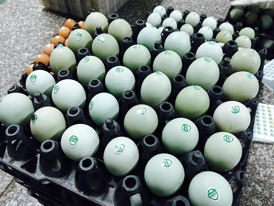 Nhiều người bán hàng cho biết, loại trứng gà vỏ xanh này còn ví như “trứng gà nhân sâm” vì chứa rất nhiều axit amin, kẽm, i-ốt, lecithin và vitamin... Ảnh: Dân Việt