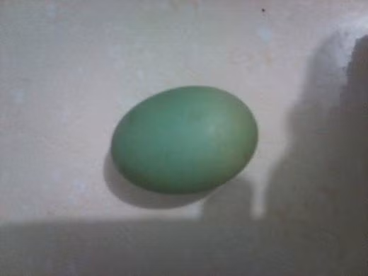 Theo PGS.TS. Nguyễn Duy Thịnh – Viện Công nghệ Sinh học và Thực phẩm (ĐH Bách Khoa Hà Nội), các loại trứng gà bình thường cũng chứa giá trị dinh dưỡng rất lớn như phốt pho, kẽm, kali, canxi...không riêng gì trứng gà vỏ xanh. Ảnh: Facebook