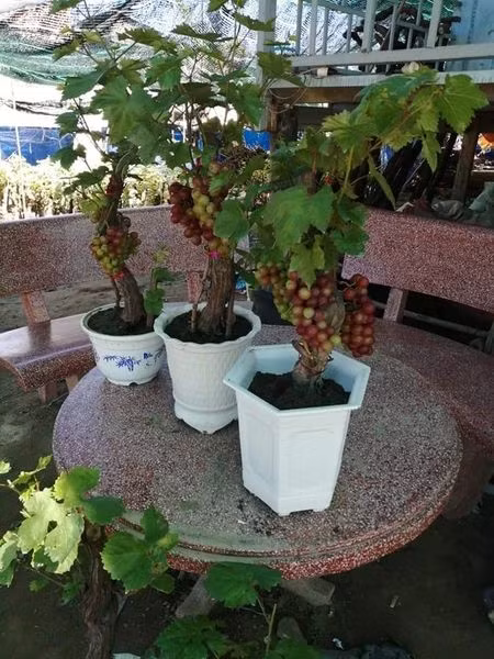 Nho kiểng thuộc các giống nho đỏ, nho xanh, nho ba màu và nho kẹo với chiều cao khoảng 1 mét.