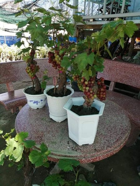 Nho kiểng thuộc các giống nho đỏ, nho xanh, nho ba màu và nho kẹo với chiều cao khoảng 1 mét.