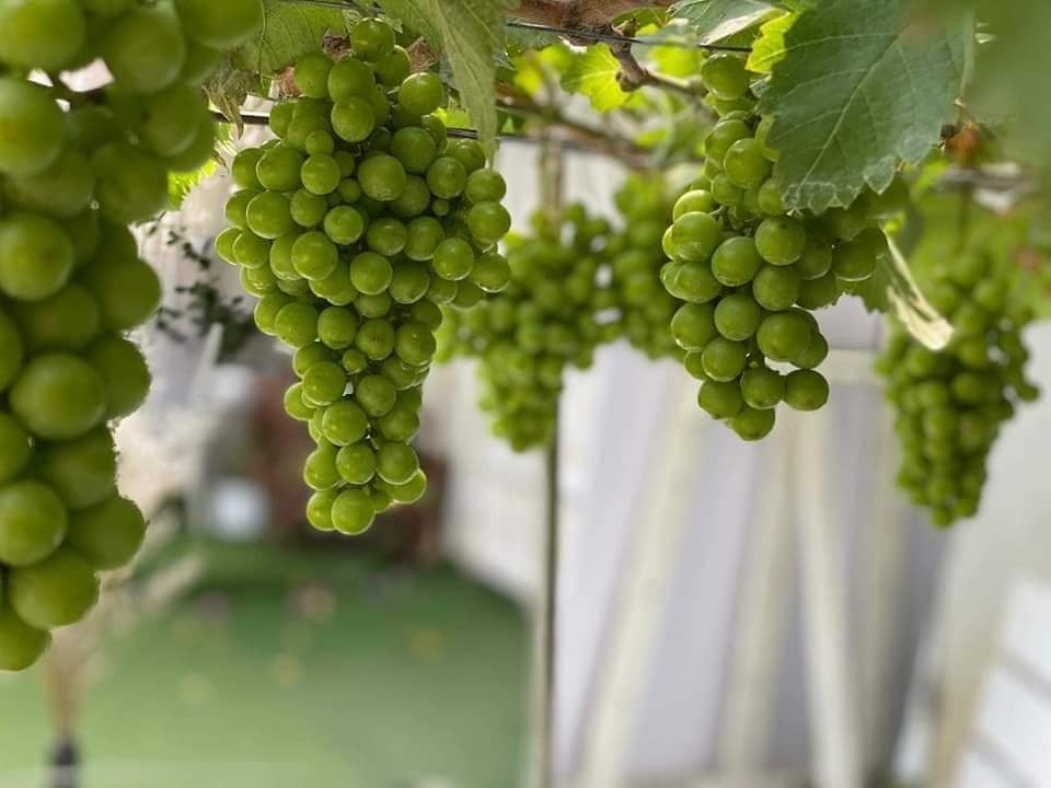 Hơn nữa, nếu được chăm sóc tốt, cây nho kiểng lâu tàn hơn. Sau khi chưng trong dịp Tết có thể trồng trong khuôn đất, làm thêm giàn để cây nho sinh trưởng thì trở thành cây ăn quả.