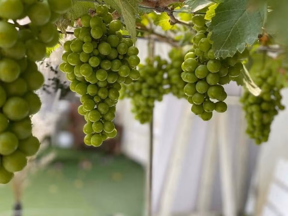 Hơn nữa, nếu được chăm sóc tốt, cây nho kiểng lâu tàn hơn. Sau khi chưng trong dịp Tết có thể trồng trong khuôn đất, làm thêm giàn để cây nho sinh trưởng thì trở thành cây ăn quả.