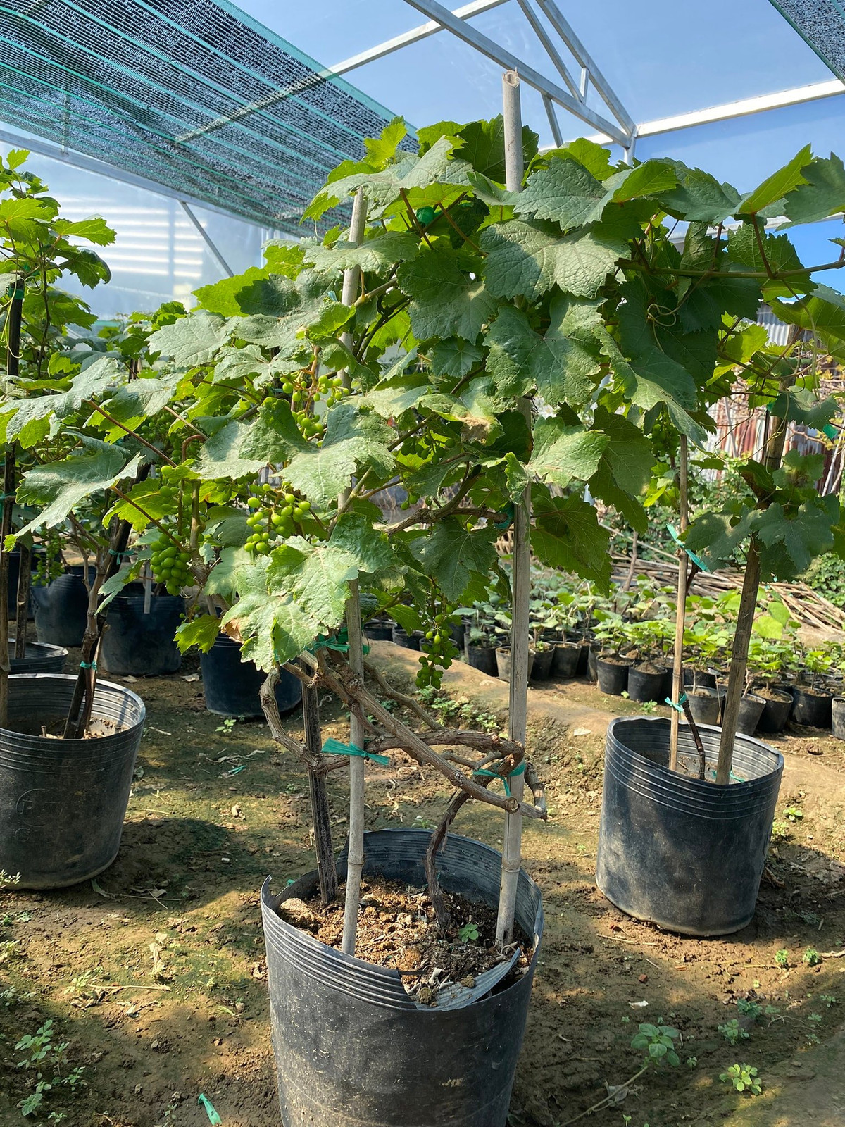 Giống như các loại cây cảnh khác, tùy theo dáng cây và số lượng chùm quả mà nho cảnh có giá khác nhau.