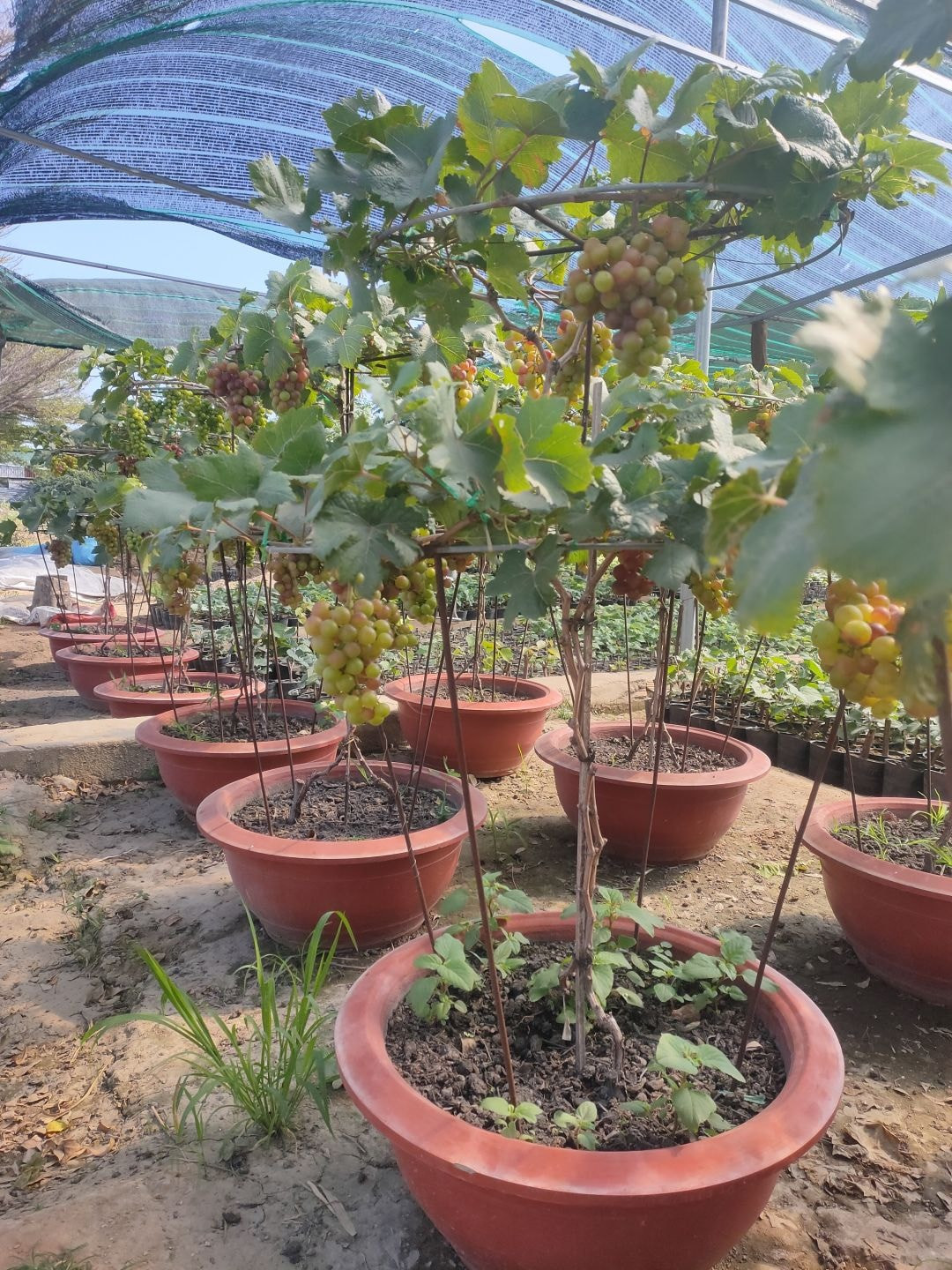 Nho cảnh được trồng chủ yếu tại các nhà vườn ở Ninh Thuận. Theo người dân địa phương, hơn một năm nay, nho kiểng được nhiều khách hàng tìm mua hơn để trưng vào dịp Tết.