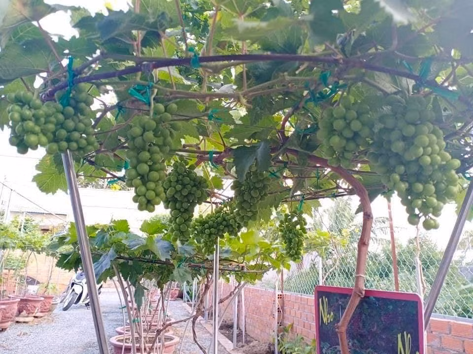 Trung bình, mỗi chậu nho cảnh có giá từ 300.000 - 1,5 triệu đồng. Ngoài ra, cây nho lớn, nhiều năm, thế dáng độc đáo phục vụ người sành chơi có giá vài triệu đồng.