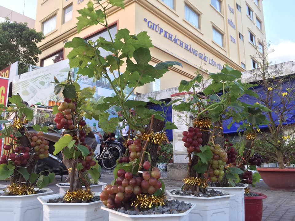 Khách hàng thường lựa những chậu nho kiểng có thế đứng vững chãi, có lá, chồi, quả xanh, quả chín đỏ, hội tụ đủ nét tứ quý cho một năm để biểu hiện sự an khang, thịnh vượng. Nguồn ảnh: Facebook