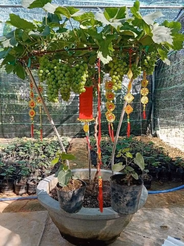 So với hoa đào miền Bắc, hoa mai miền Nam thì nho kiểng có một sức hút riêng.