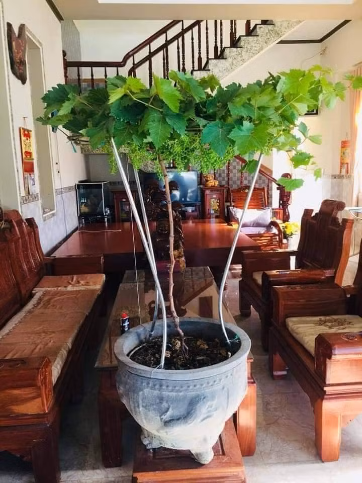 Đáp ứng nhu cầu chơi trong thời điểm dịch bệnh COVID-19, nhiều nhà vườn còn chuẩn bị hàng nghìn chậu nho kiểng mi ni với giá bán phù hợp.