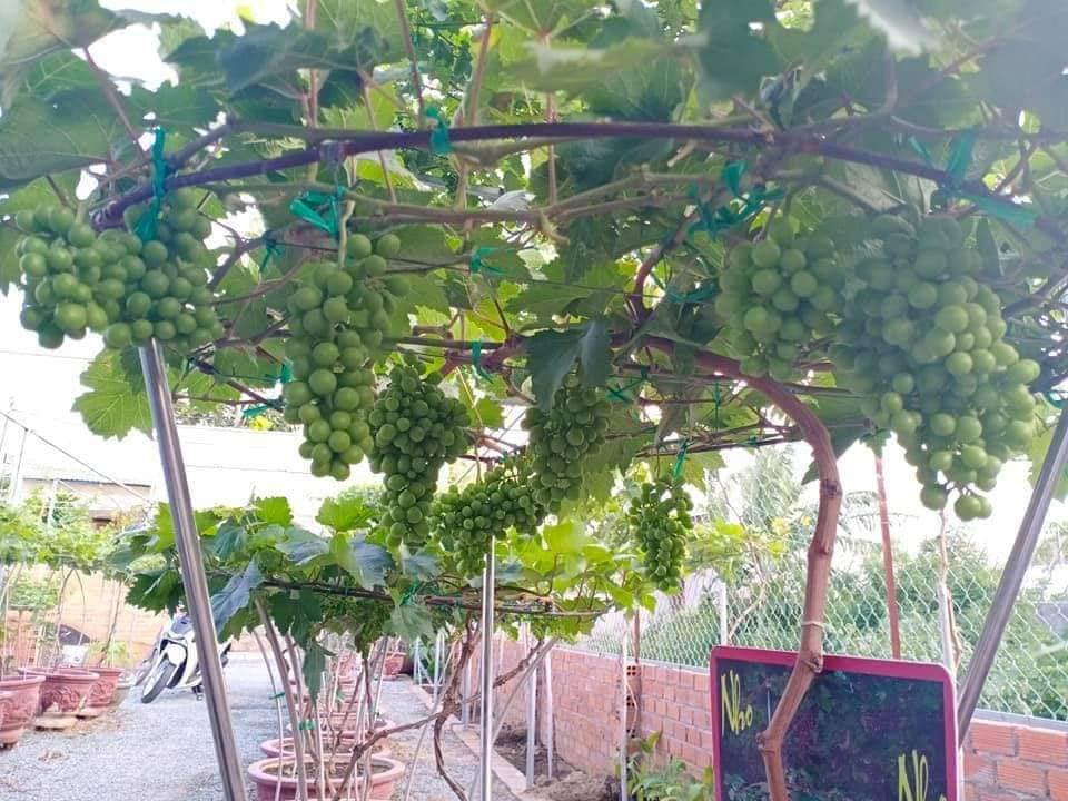 Trung bình, mỗi chậu nho cảnh có giá từ 300.000 - 1,5 triệu đồng. Ngoài ra, cây nho lớn, nhiều năm, thế dáng độc đáo phục vụ người sành chơi có giá vài triệu đồng.