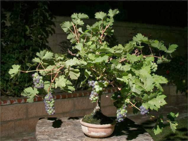 Nho cảnh là loại cây kiểng mới, có nhiều ưu điểm như dáng thế độc, lạ, nhìn bắt mắt.