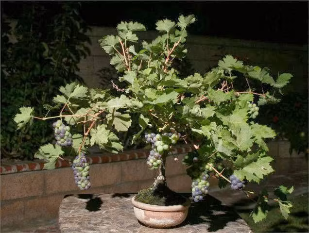 Nho cảnh là loại cây kiểng mới, có nhiều ưu điểm như dáng thế độc, lạ, nhìn bắt mắt.
