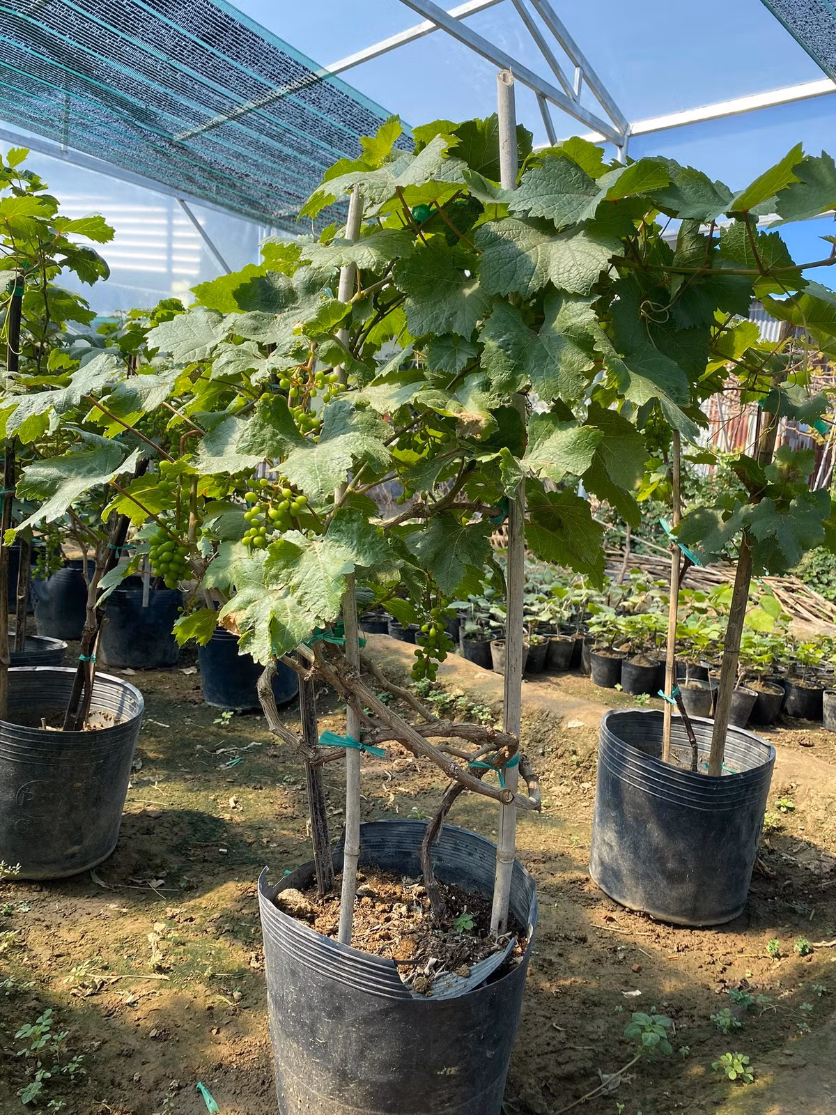 Giống như các loại cây cảnh khác, tùy theo dáng cây và số lượng chùm quả mà nho cảnh có giá khác nhau.