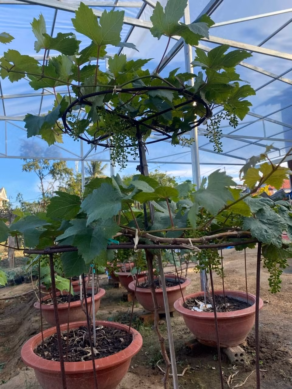 Bat mi ve loai nho canh doc, la hua hen gay sot Tet 2022