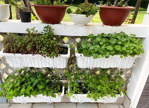 Vườn rau là nguồn thực phẩm sạch của cả gia đình. Ảnh: FBNV