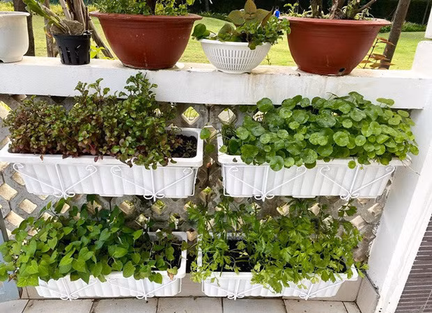 Vườn rau là nguồn thực phẩm sạch của cả gia đình. Ảnh: FBNV