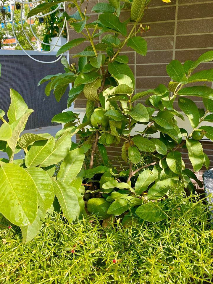 Cây ổi nhỏ nhưng cũng đã bắt đầu cho quả. Ảnh: FBNV