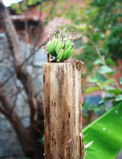 Thân cây khô héo vẫn cho ra nải chuối đều quả. Ảnh: Internet