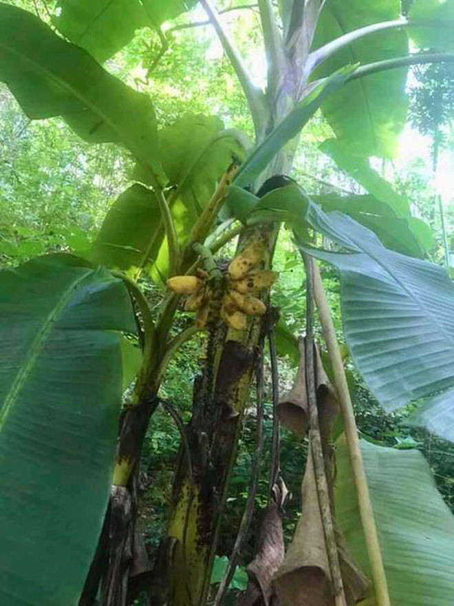Không chỉ nải chuối này, trước đó cũng có những quả chuối mọc ở vị trí hiểm hóc. Trong ảnh là cây chuối không ra cả buồng mà chỉ có 1 nải. Ảnh: Doanh nghiệp và tiếp thị