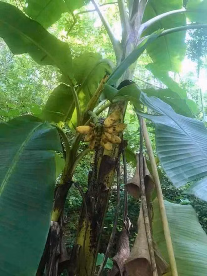 Không chỉ nải chuối này, trước đó cũng có những quả chuối mọc ở vị trí hiểm hóc. Trong ảnh là cây chuối không ra cả buồng mà chỉ có 1 nải. Ảnh: Doanh nghiệp và tiếp thị