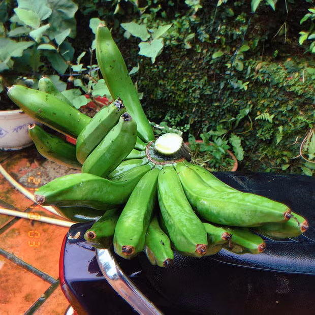 Tron mat xem nhung nai chuoi dot bien trong vuon nong dan Viet