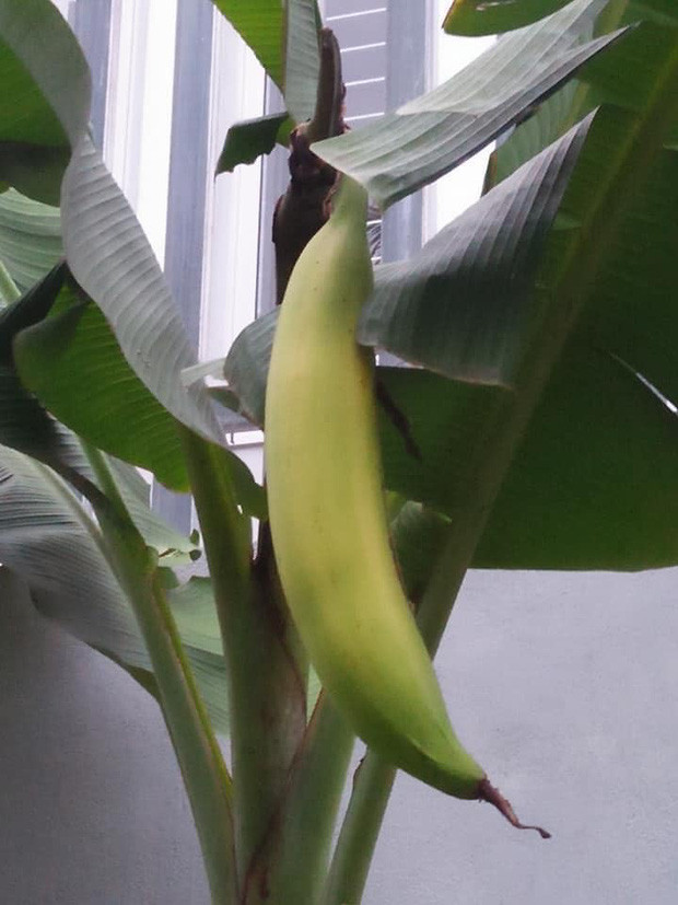 Thay vì một buồng như thường lệ, cây chuối chỉ ra đúng một quả. Ảnh: Doanh nghiệp &amp; Tiếp thị