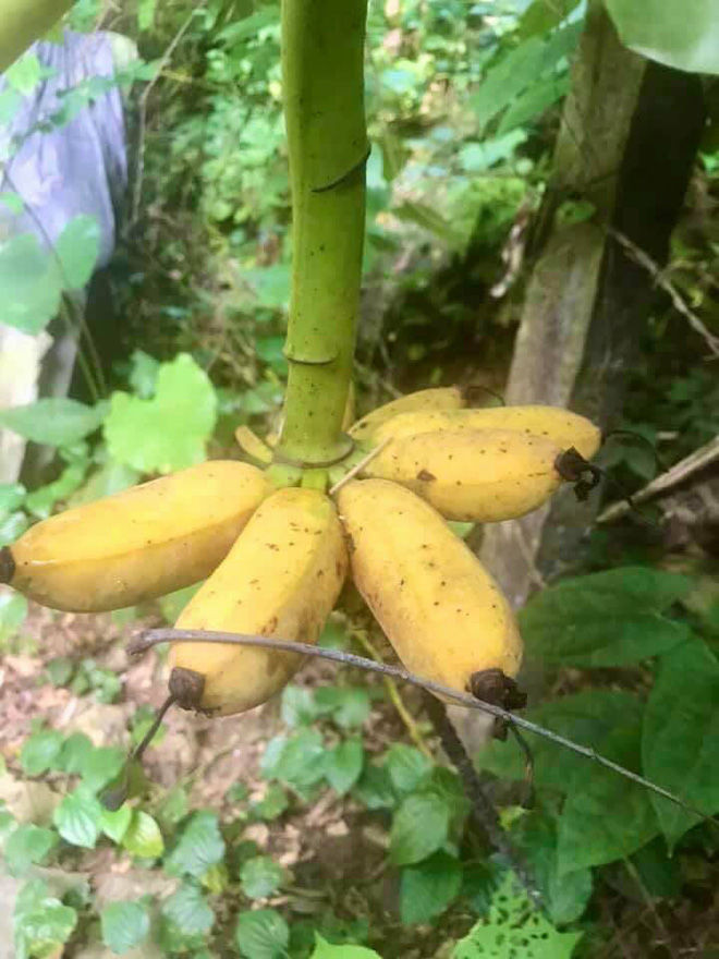 Trồng chuối 4 năm nhưng thành phần ít ỏi khiến gia chủ "muốn xỉu". Ảnh: Doanh nghiệp và tiếp thị