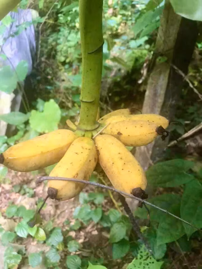 Trồng chuối 4 năm nhưng thành phần ít ỏi khiến gia chủ "muốn xỉu". Ảnh: Doanh nghiệp và tiếp thị