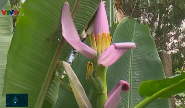 Tại Đồng Tháp, xuất hiện loại chuối trổ buồng như hoa sen lạ mắt nhưng không thể ăn được, chỉ để trang trí. Ảnh: VTV