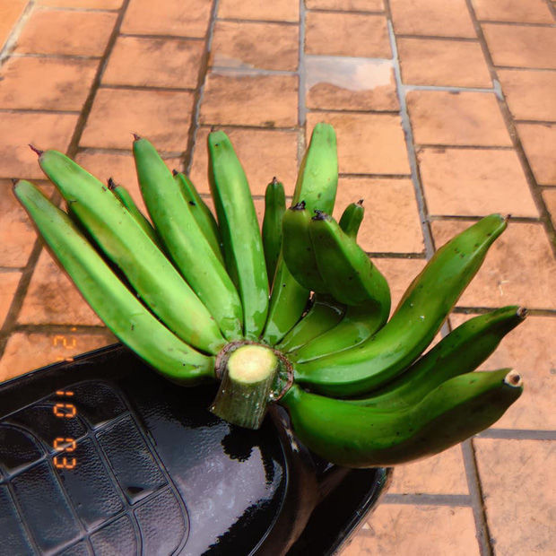 Theo đó, nải chuối đột biến này xuất hiện hai quả mọc ngang ngược cong gập lên kỳ lạ. Ảnh: Hoàng Anh/Không Sợ Chó