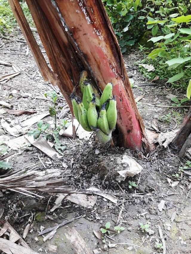 Nải chuối mọc ra từ thân độc nhất vô nhị. Ảnh: Facebook