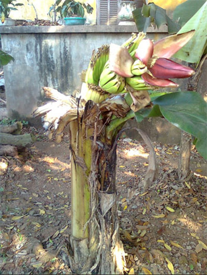 Cây chuối cụt ngang thân, không có ngọn nhưng vẫn trổ buồng. Ảnh: Giaoduc
