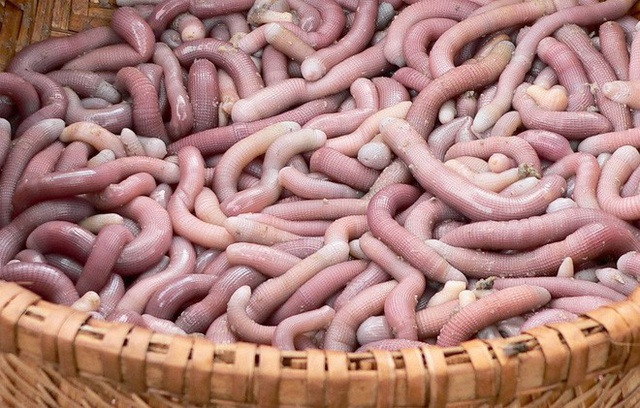 Sá sùng xuất hiện nhiều ở các vùng biển Việt Nam, đặc biệt là ở Vân Đồn hay Quan Lạn (Quảng Ninh). Chúng thường có độ dài khoảng 5-10 cm. Ảnh: Internet