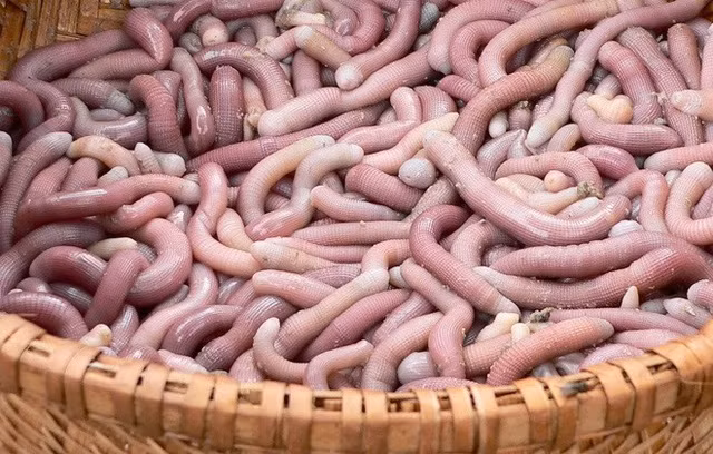 Sá sùng xuất hiện nhiều ở các vùng biển Việt Nam, đặc biệt là ở Vân Đồn hay Quan Lạn (Quảng Ninh). Chúng thường có độ dài khoảng 5-10 cm. Ảnh: Internet