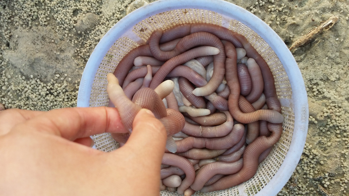 Mặc dù có vẻ ngoài kém hấp dẫn nhưng sá sùng lại được ví như "thần dược" cho cánh mày râu, có giá trị dinh dưỡng cao. Ảnh: Internet