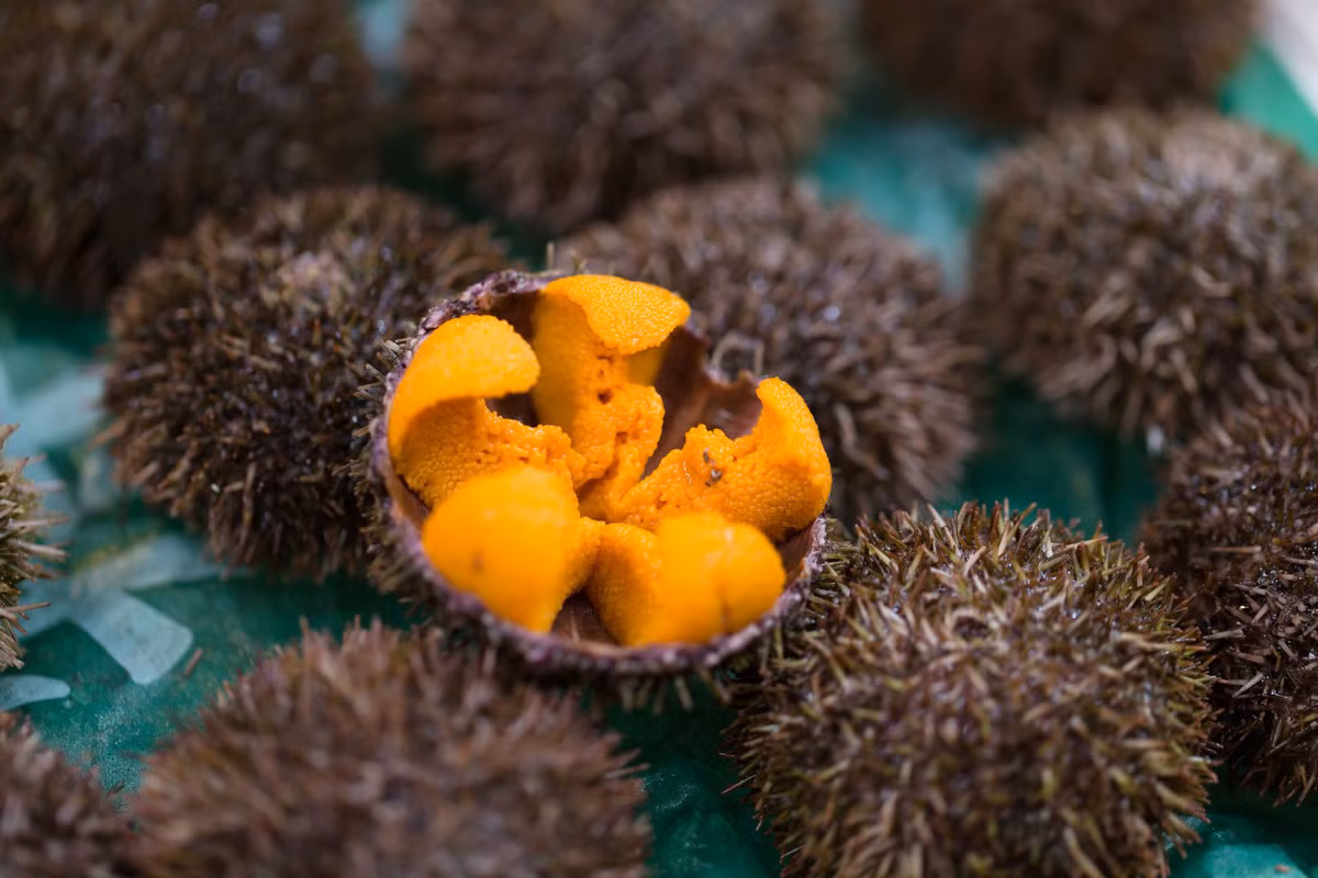 Sở hữu vẻ ngoài xù xì với lớp vỏ đầy gai nhọn hoắt nhưng nhum biển lại là đặc sản "hút" khách sành ăn. Ảnh: Mia.