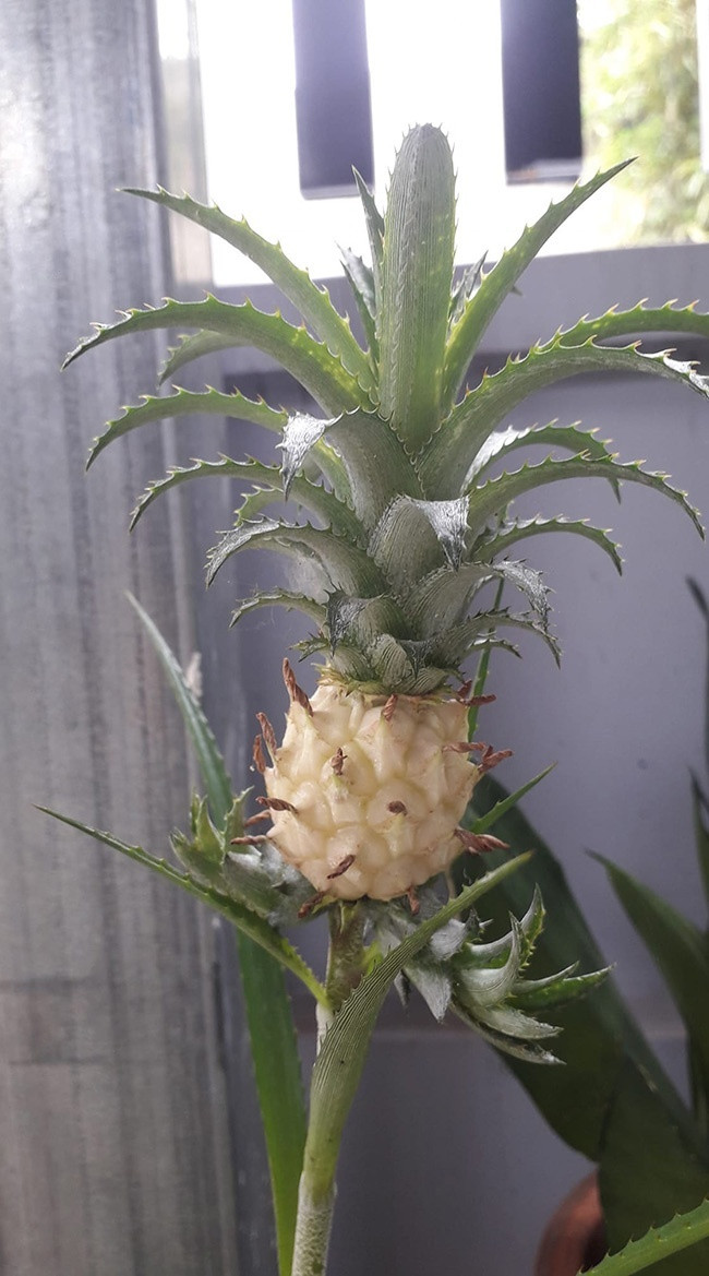 Tuy nhiên, một số cư dân mạng cho rằng quả dứa tí hon này không phải là sản phẩm của đột biến hay do chăm sóc không đủ chất dinh dưỡng mà thực chất đây là giống dứa cảnh. Ảnh: FBNV